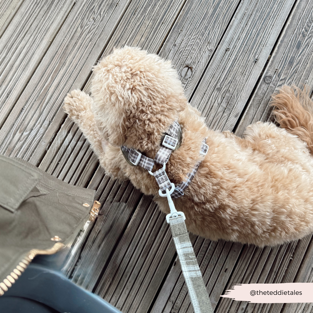 Olive Check Adjustable Neck Harness, Lead & Collar Bundle