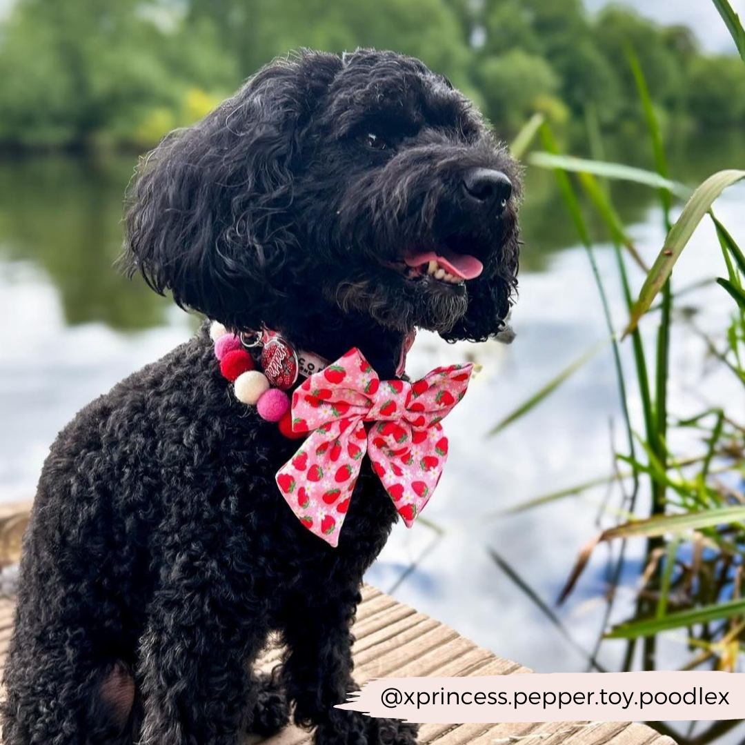 Pupberry Fields Sailor Bow Tie