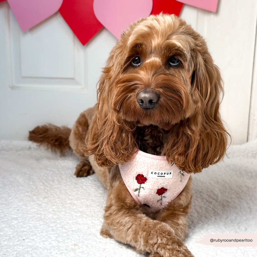 Embroidered Roses Teddy Adjustable Neck Harness, Lead & Collar Bundle