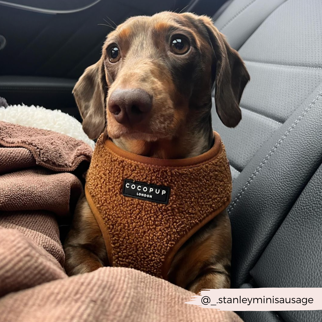 A dachshund wearing a brown Teddy Paddington Adjustable Neck Harness from Cocopup London, made of neoprene material, sits alertly on a car seat, covered with a cozy brown blanket. The Instagram handle "@_stanleyminisausage" is overlaid on the bottom right corner.