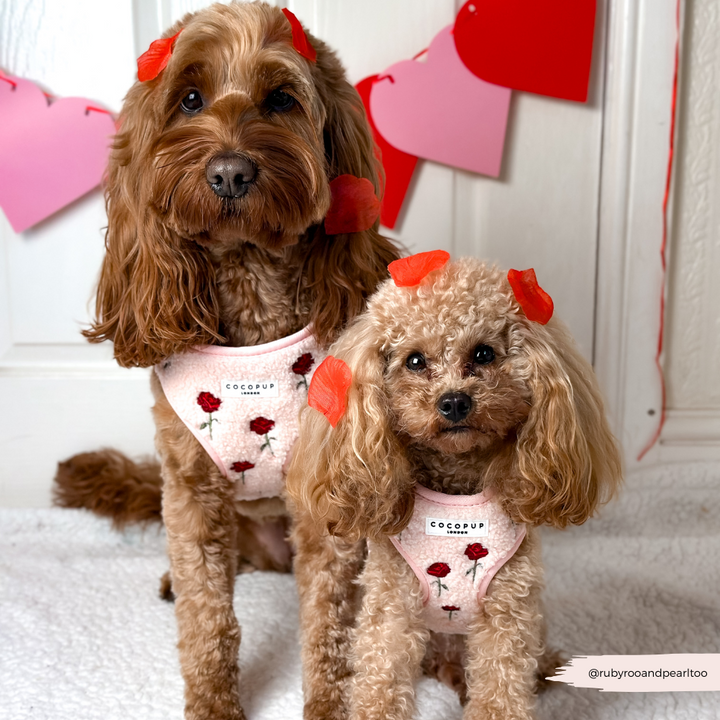 Embroidered Roses Teddy Adjustable Neck Harness, Lead & Collar Bundle