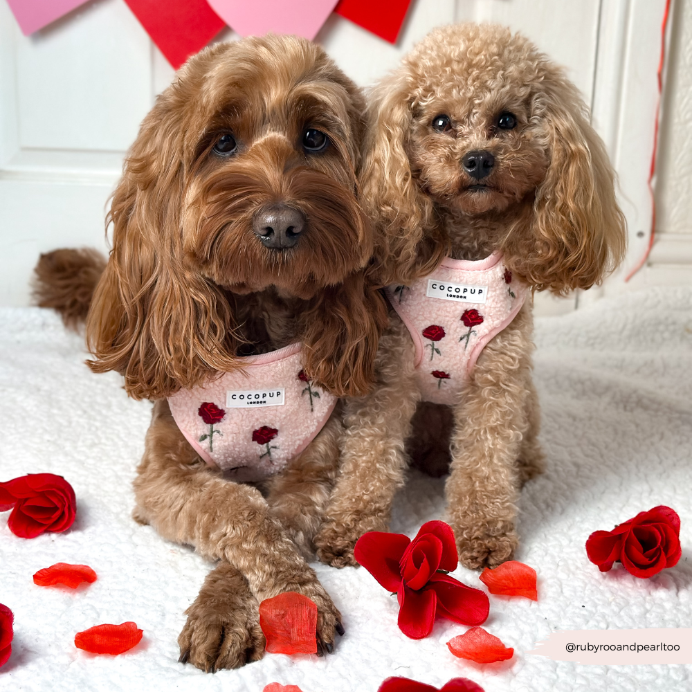 Embroidered Roses Teddy Adjustable Neck Harness, Lead & Collar Bundle