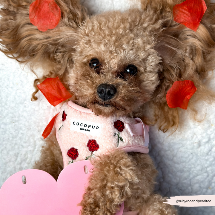 Embroidered Roses Teddy Adjustable Neck Harness, Lead & Collar Bundle