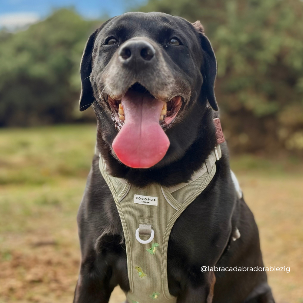 Explore Harness - Dino Doodles