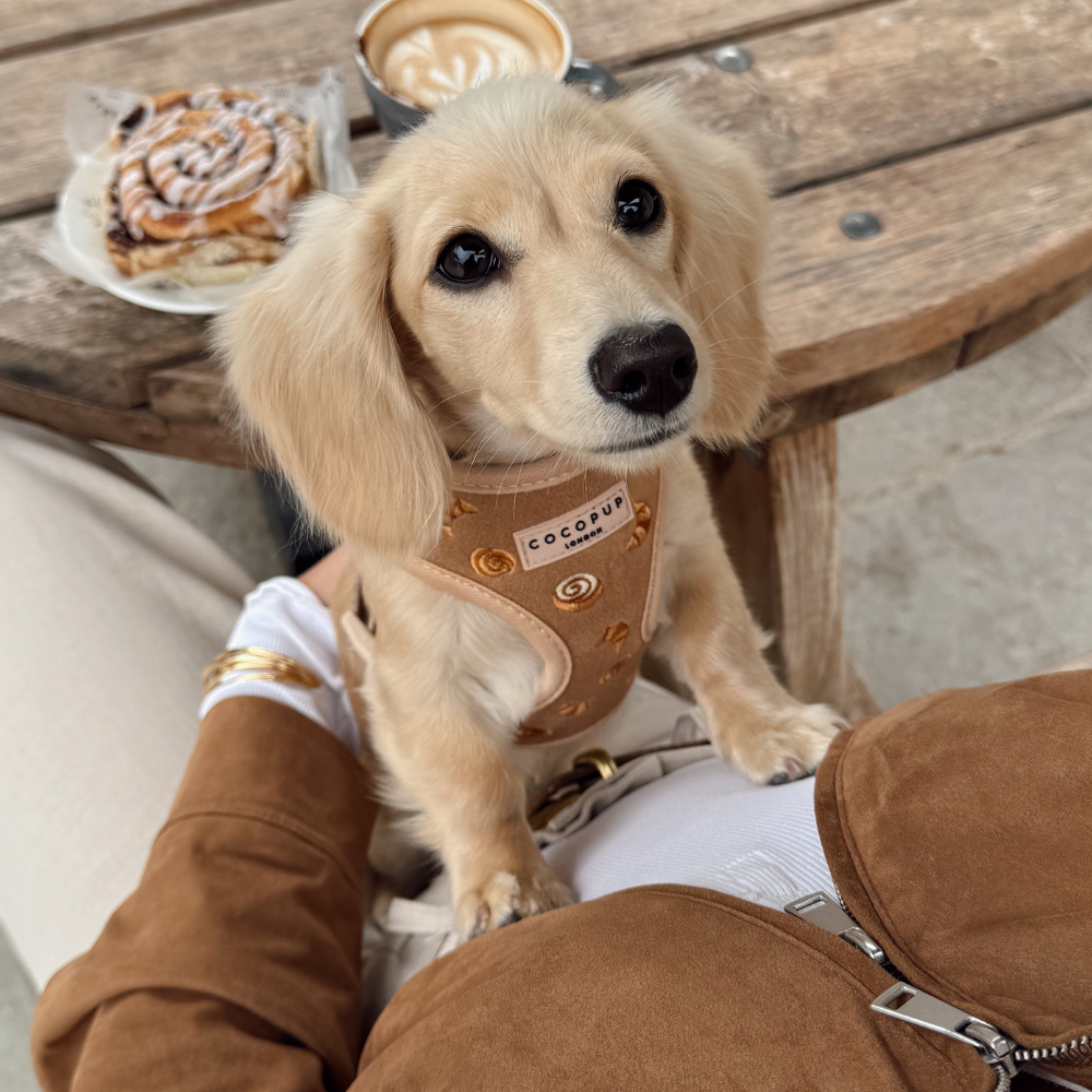 Pawtisserie Adjustable Neck HARNESS