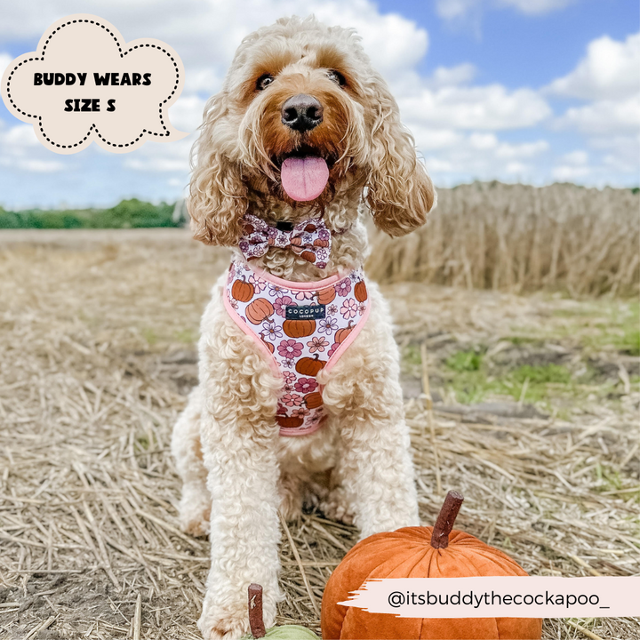 dog outdoors, blue skies and wearing pumpkin harness and bow tie