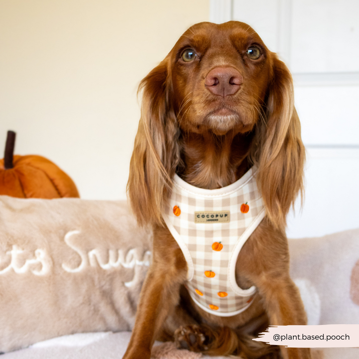 Pumpkin Patch Adjustable Neck HARNESS
