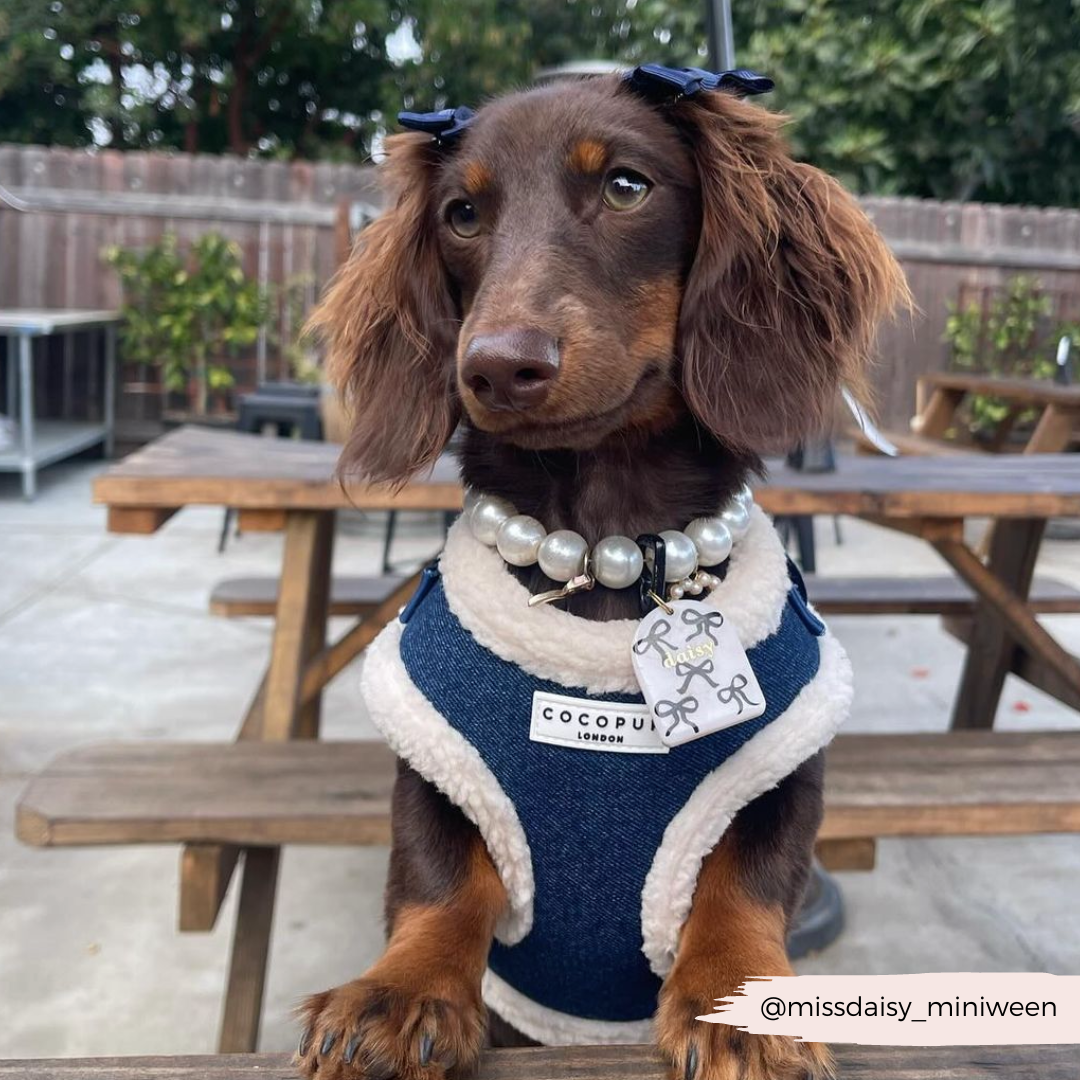 Denim Adjustable Neck Harness