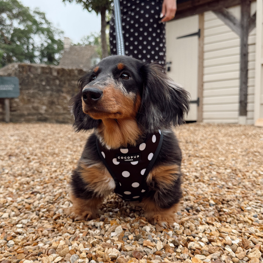 Satin Polka Dot Adjustable Neck Harness, Lead & Collar Bundle