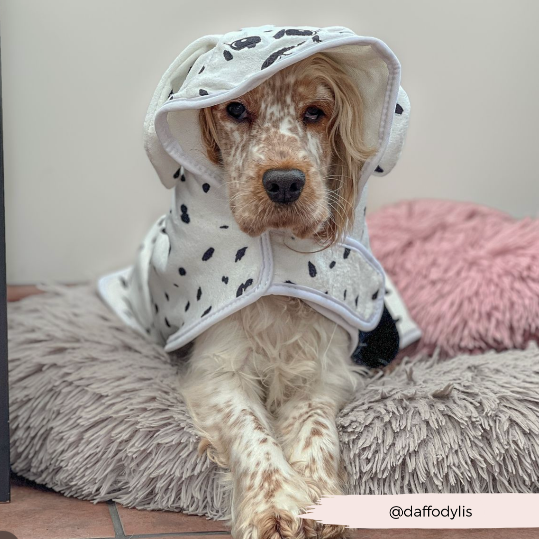 Dalmatian Drying Robe