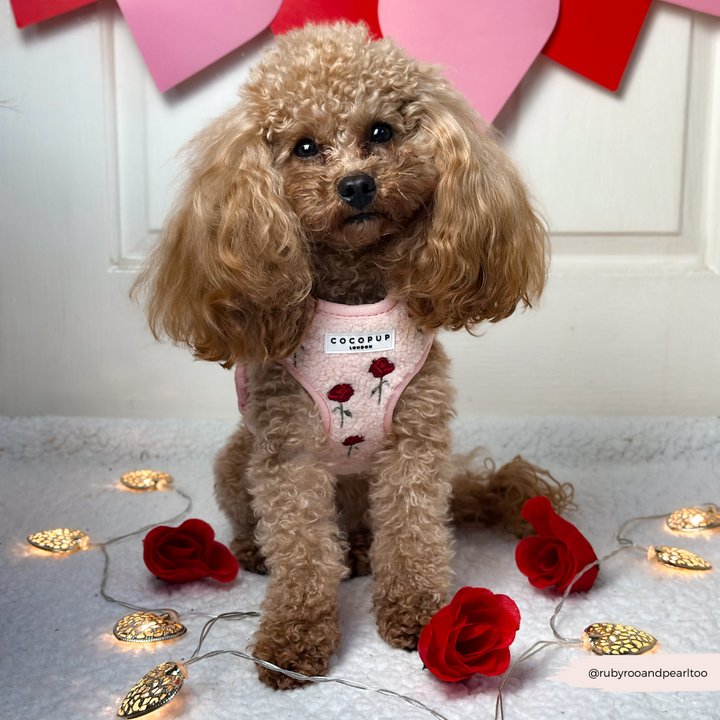 Embroidered Roses Teddy Adjustable Neck Harness, Lead & Collar Bundle