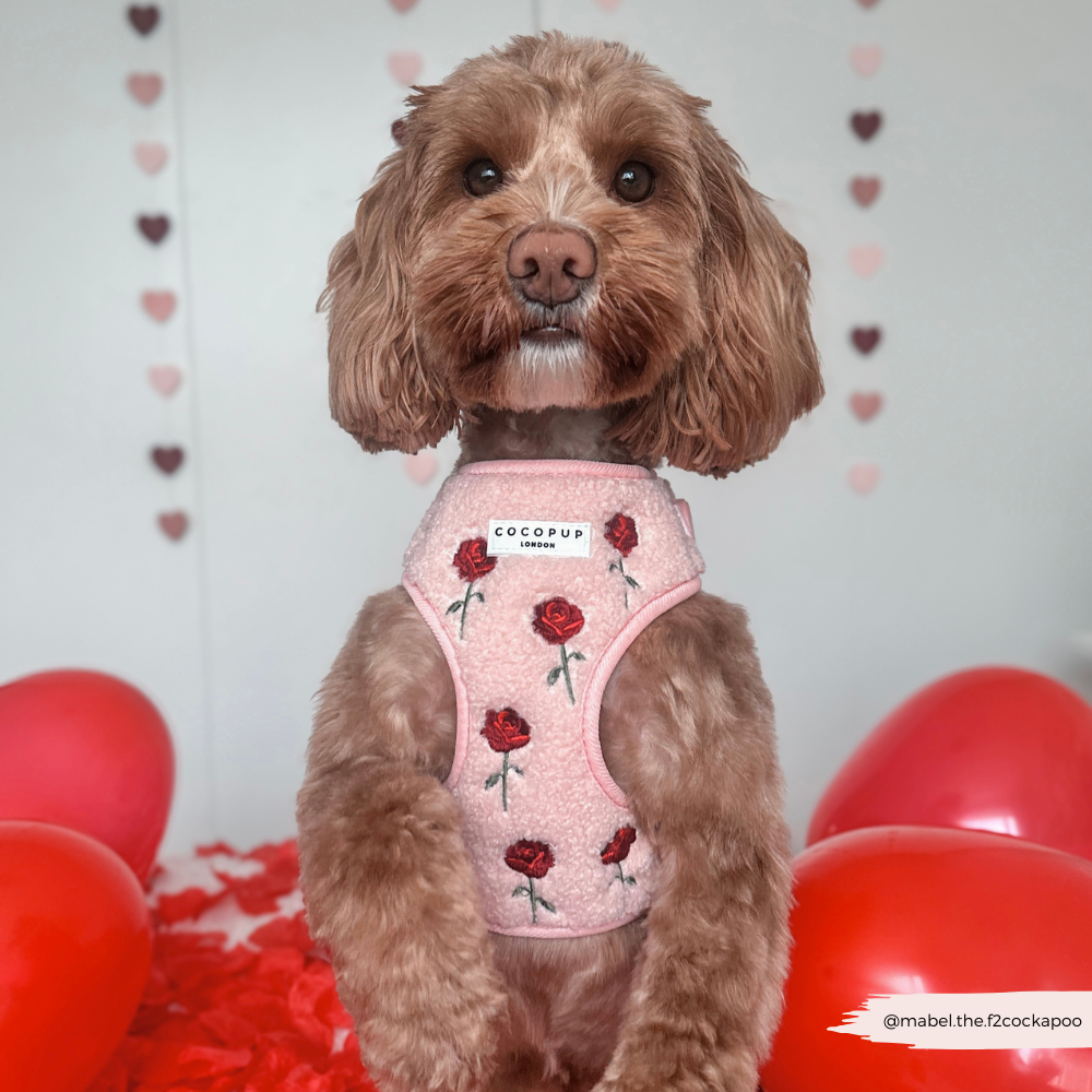 Embroidered Roses Teddy Adjustable Neck Harness, Lead & Collar Bundle