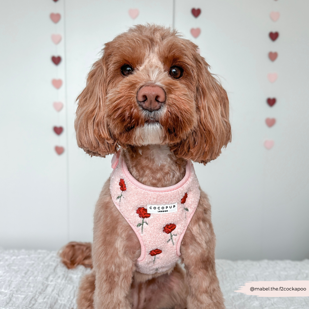 Embroidered Roses Teddy Adjustable Neck Harness, Lead & Collar Bundle