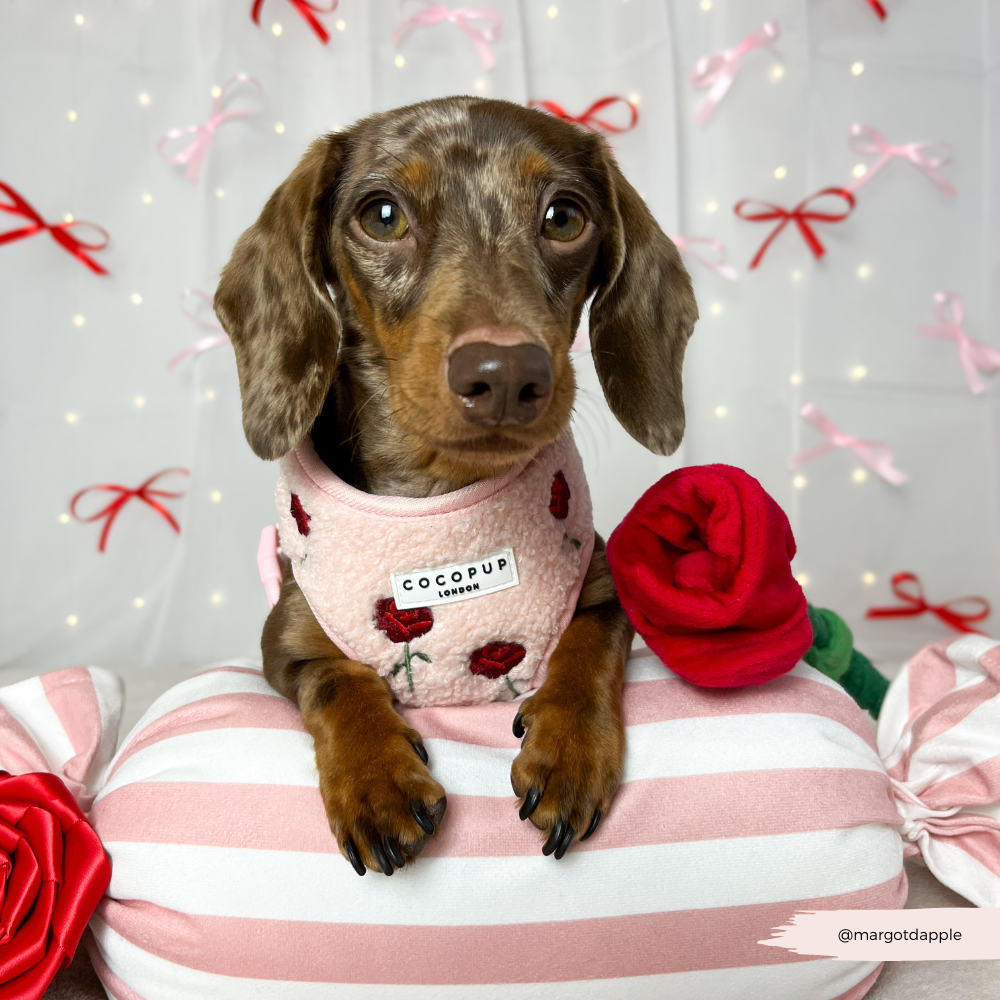 Embroidered Roses Teddy Adjustable Neck Harness, Lead & Collar Bundle