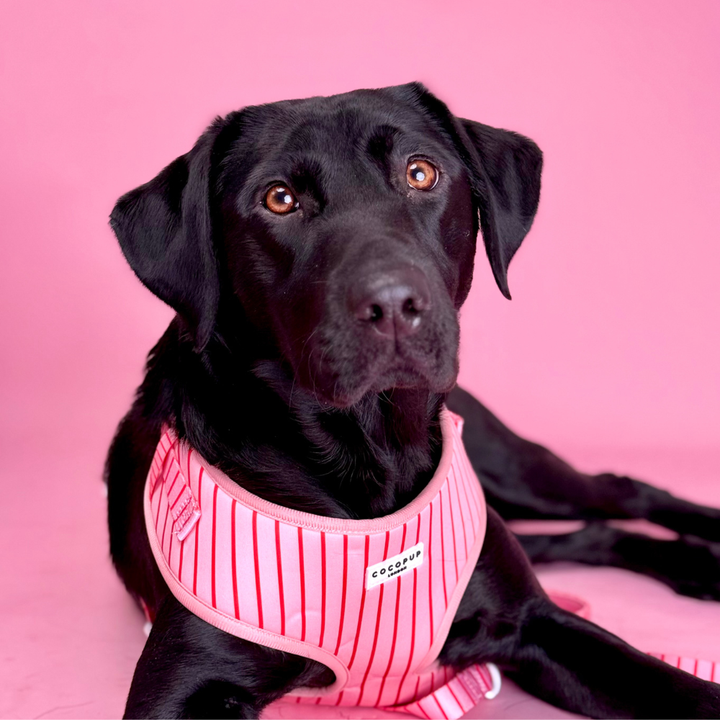 Candy Stripe Adjustable Neck Harness, Lead & Collar Bundle
