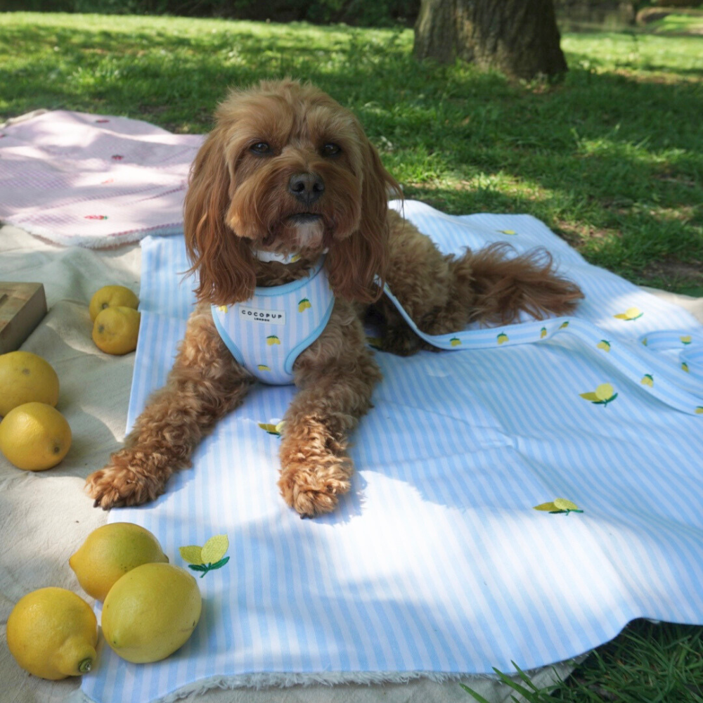 Blanket - Living La Vida Lemon