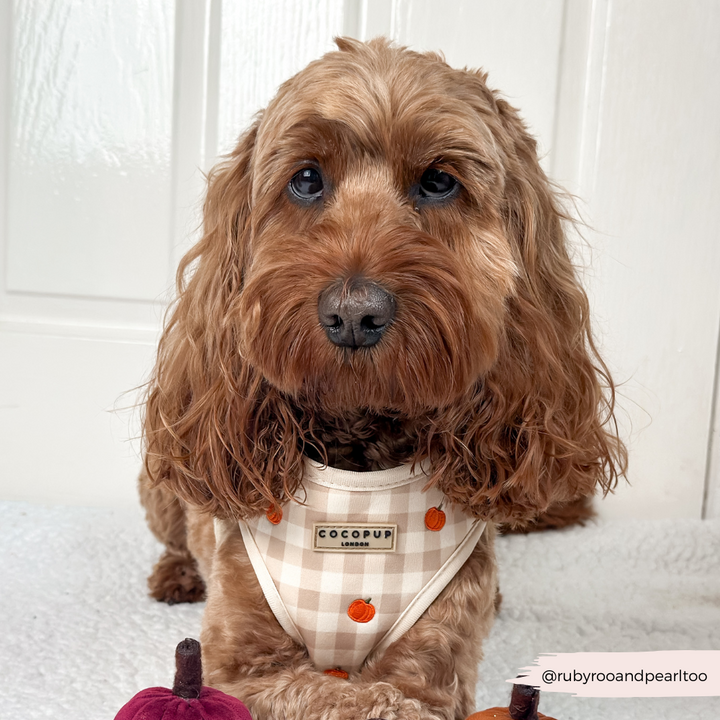 Pumpkin Patch Adjustable Neck HARNESS