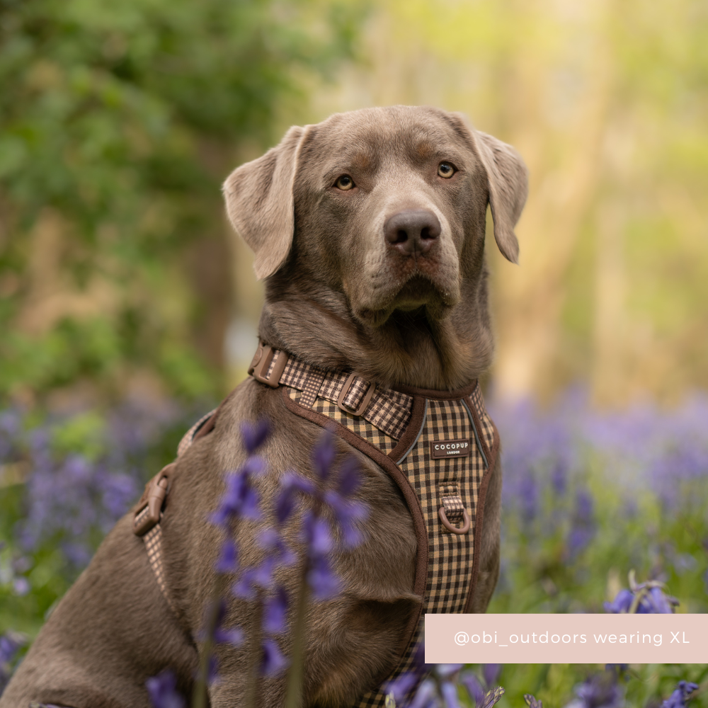 Explore Harness - Cotswold Check