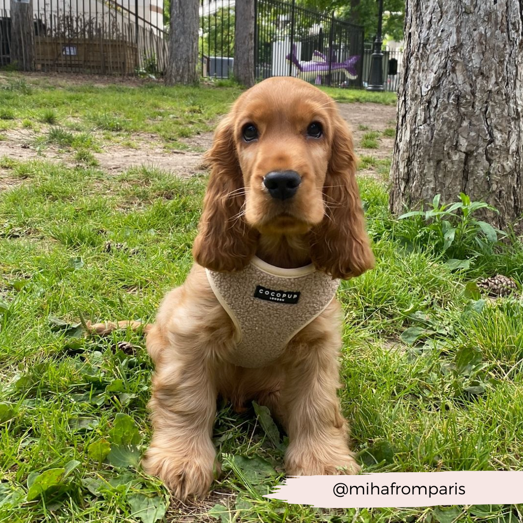 Teddy Adjustable Neck Harness - Rupert