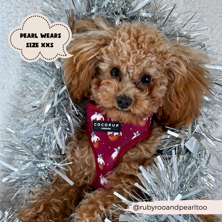 Woofmas Pudding Adjustable Neck Harness, Lead & Collar Bundle