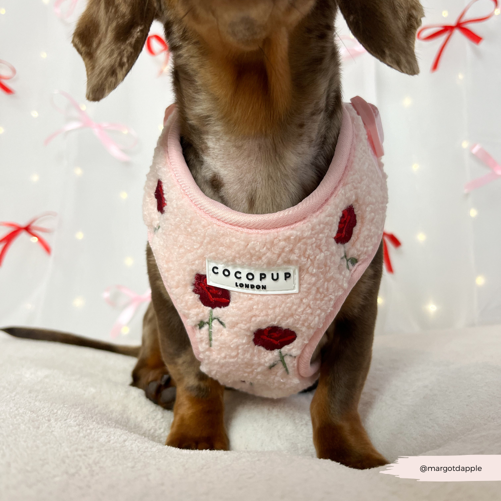 Embroidered Roses Teddy Adjustable Neck Harness, Lead & Collar Bundle