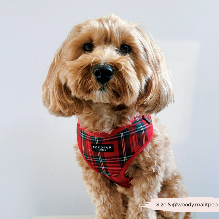 Tartan Adjustable Neck Harness, Lead & Collar Bundle