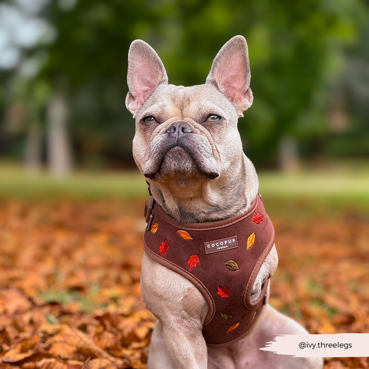 Pawtumn Leaves Adjustable Neck Harness, Lead & Collar Bundle