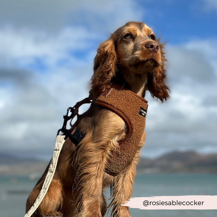 A light brown Cocker Spaniel puppy wearing a Teddy Paddington Adjustable Neck Harness, Lead & Collar Bundle from Cocopup London sits confidently on a beach, with a backdrop of blue sky and mountains. The image has the Instagram handle "@rosiesablecocker" in the bottom right corner.