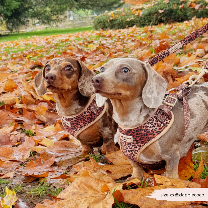 Quilted Leopard Pup Adjustable Neck Harness, Lead & Collar Bundle