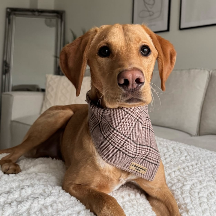 Pup Plaid Bandana