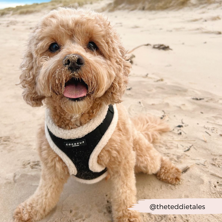 A fluffy dog with a sandy snout sits on a beach, joyfully sporting the Black Aviator Adjustable Neck Harness, Lead & Collar Bundle from Cocopup London. The dog's mouth is open, exuding happiness. The backdrop features sand dunes and beach grass, with the handle "@thetedtaletales" visible in the bottom right corner.