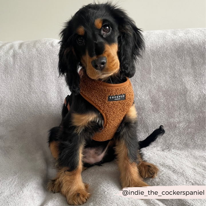 A black and tan Cocker Spaniel puppy, sitting on a light gray plush blanket, sports a brown Teddy Paddington Adjustable Neck Harness from Cocopup London. Its head is tilted inquisitively to the side while the Instagram handle @indie_the_cockerspaniel is visible in the bottom right corner.