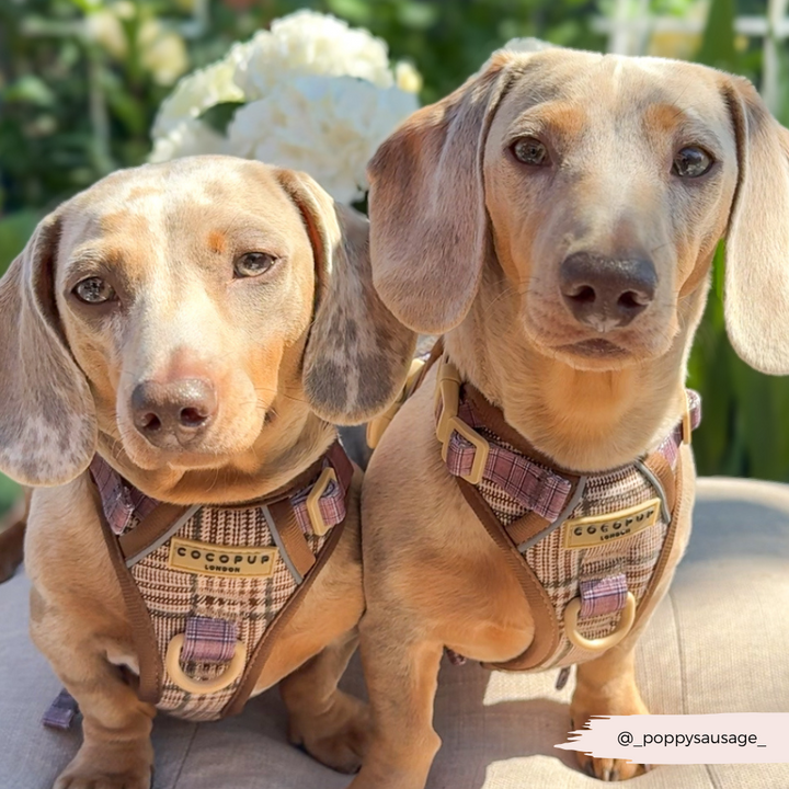 Explore Harness - Pup Plaid