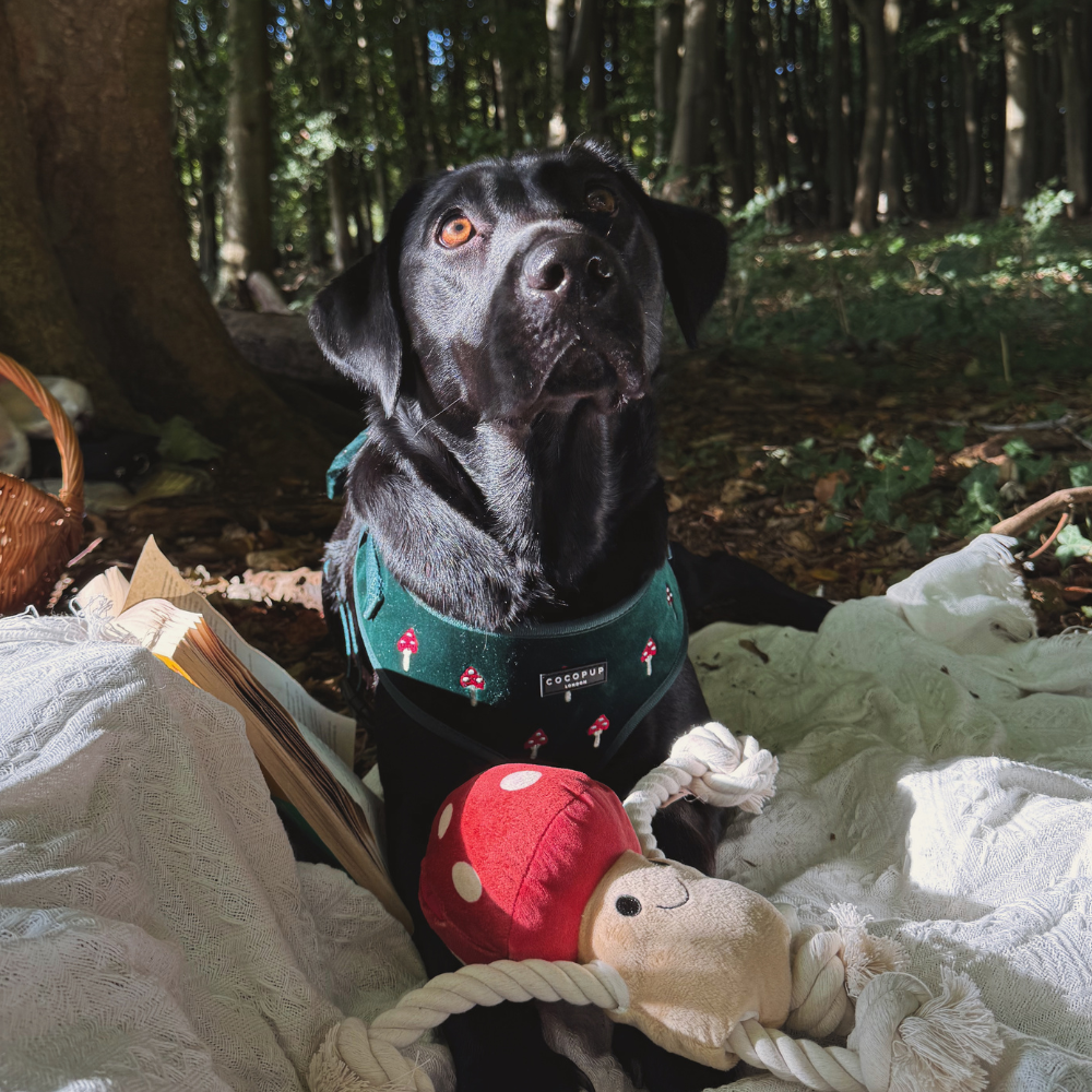 Toadstool Trails Adjustable Neck HARNESS