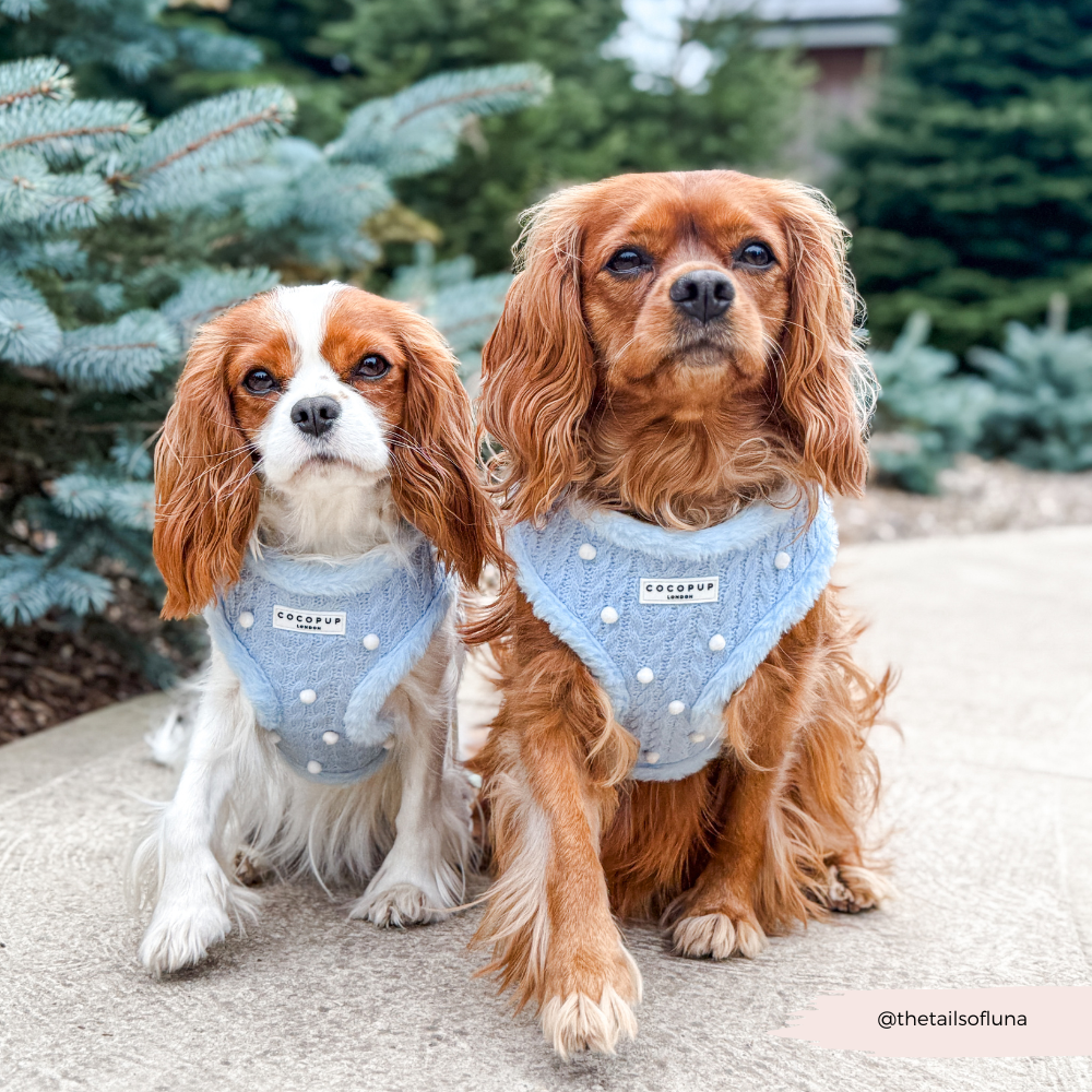 Snowpaws Adjustable Neck Harness, Lead & Collar Bundle