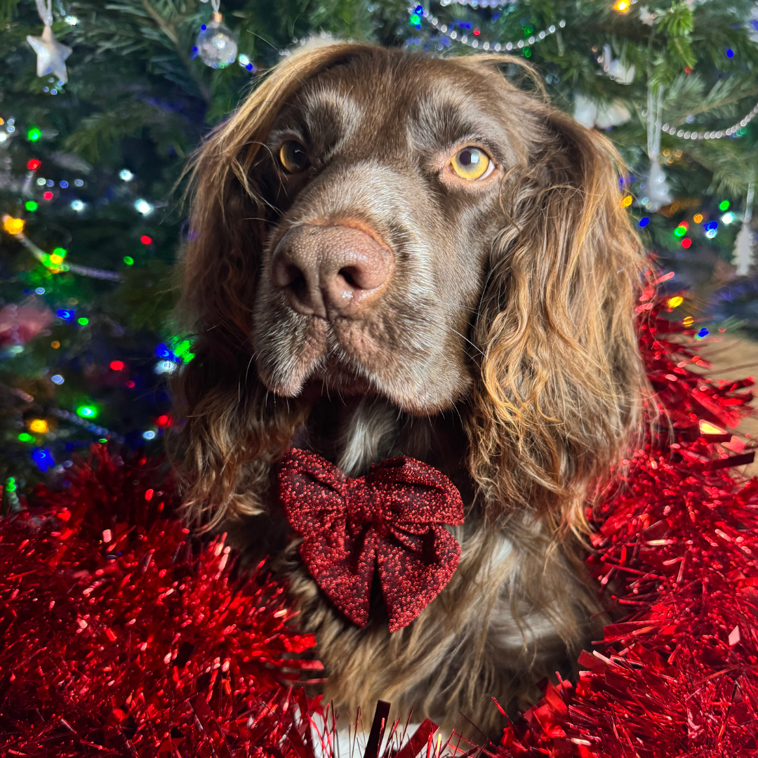 Burgundy Sparkle Pup Sailor Bow Tie