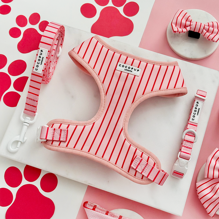 Candy Stripe Adjustable Neck Harness, Lead & Collar Bundle