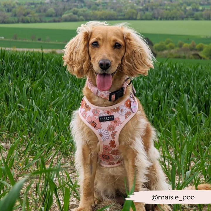 A light brown dog wearing the Cocopup London Groovy Florals Adjustable Neck Harness sits in a field of tall green grass, its tongue out and exuding a happy expression. In the background, rolling green fields and a line of trees enhance the picturesque scene. The Instagram handle "@maisie_poo" is written in the bottom right corner.