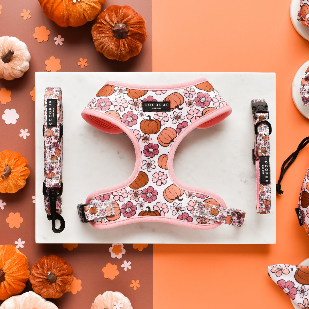 A flat lay of the Pup-kin Meadow Adjustable Neck Harness, Lead & Collar Bundle from Cocopup London on a marble surface, showcasing fully adjustable accessories adorned with a fall-themed pattern featuring pumpkins and flowers. Miniature pumpkins and fall leaves surround the items, set against a split orange and brown background.