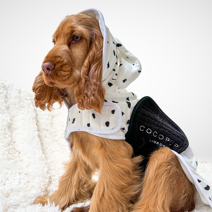 A Cocker Spaniel sits on a fluffy white blanket, wearing a white hoodie with black polka dots and a black Cocopup London harness. The dog looks off to the side with their ears hanging down, showcasing the elegance of dog coats that rival the Premium Microfibre quality of the Dalmatian Drying Robe by Cocopup London.