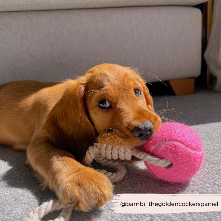 Tennis Ball Rope Toy - Playful Pink