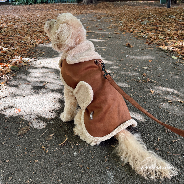 A small cream-colored dog wearing a brown suede-like pet jacket with cream sherpa lining, sitting on a leaf-strewn outdoor path.