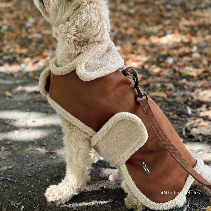 A small cream-colored dog wearing a brown leather dog coat with cream sherpa lining, sitting outdoors on a path covered with fallen leaves.