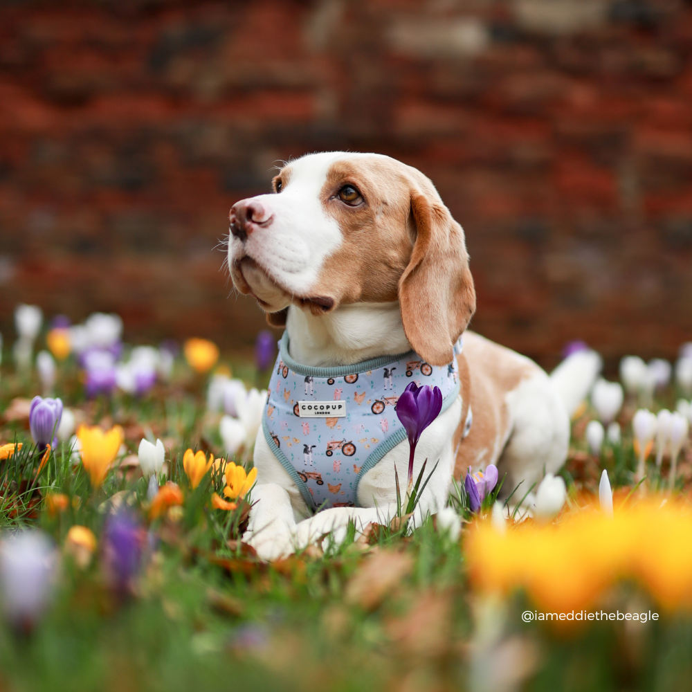 Barnyard Buddies Adjustable Neck Harness, Lead & Collar Bundle