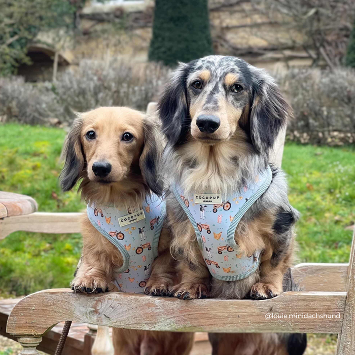 Barnyard Buddies Adjustable Neck Harness, Lead & Collar Bundle