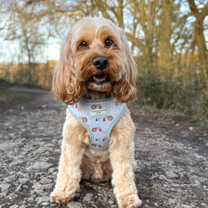Barnyard Buddies Adjustable Neck Harness, Lead & Collar Bundle