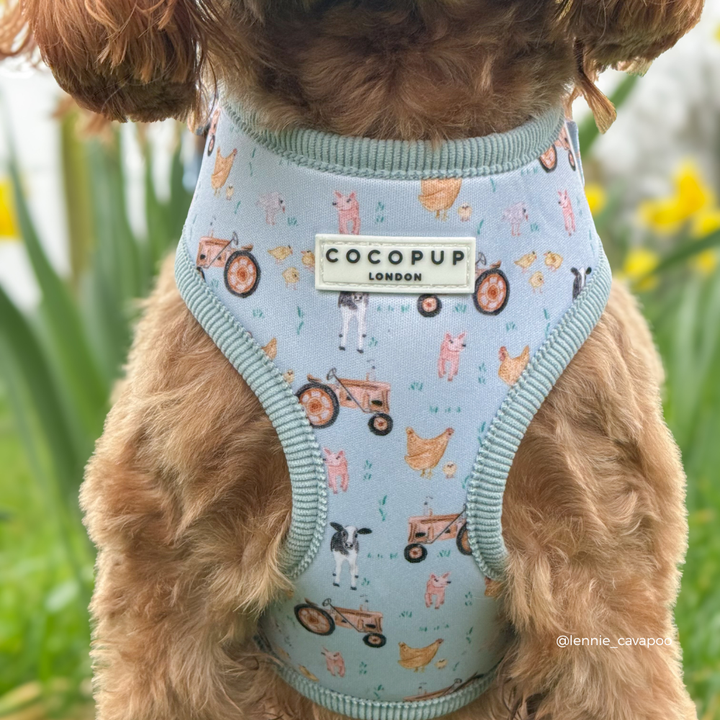 Barnyard Buddies Adjustable Neck Harness, Lead & Collar Bundle