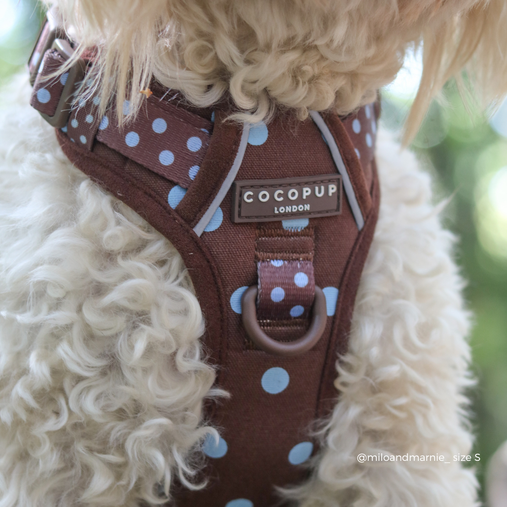 A close-up of a dog wearing a brown harness with light blue polka dots. The harness has a central brand label that reads 'COCOPUP LONDON'.