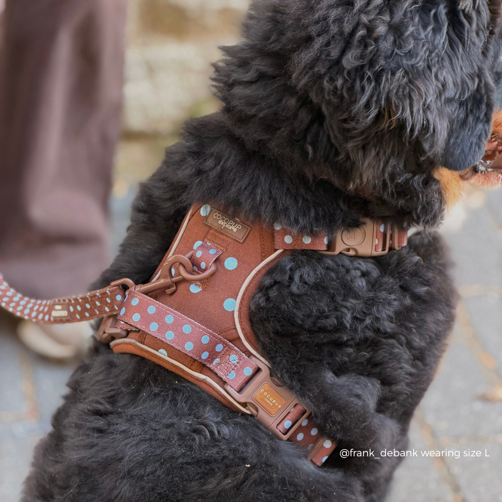A close-up lifestyle shot of a black curly-haired dog wearing a brown dog harness with light blue polka dots and a matching patterned leash. The background shows a blurred outdoor setting with a person's leg visible on the left.