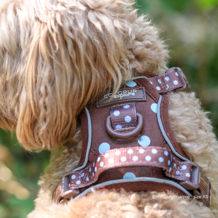 A close-up of a fluffy light brown dog wearing a brown dog harness with blue polka dots and a visible 'cocopup explore' brand patch.